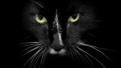 Tapeta Annimals 150.jpg